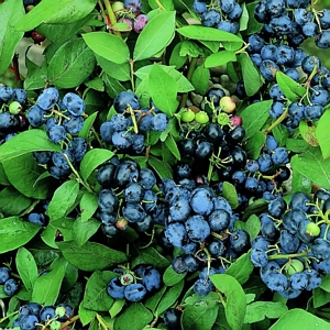 Bluberry Top Hat